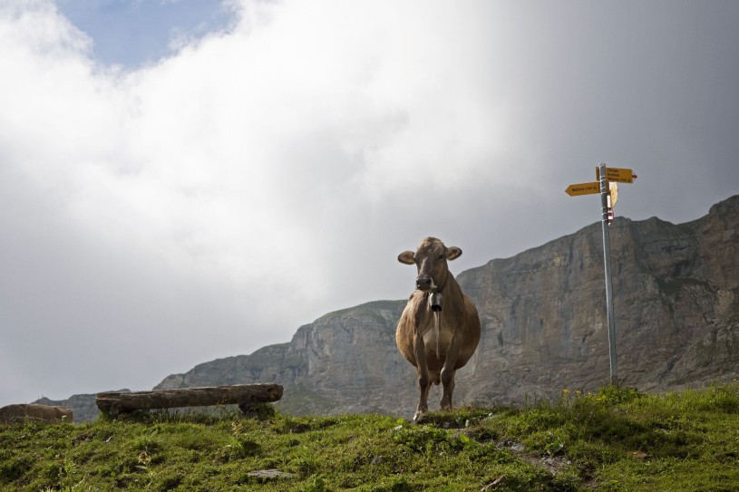 Symbole de vaches allaitantes