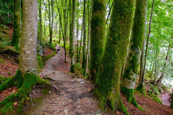 Tous les trésors de la Schweibenalp