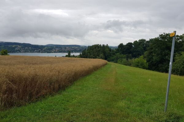 Durch den Steckborner Ruhewald