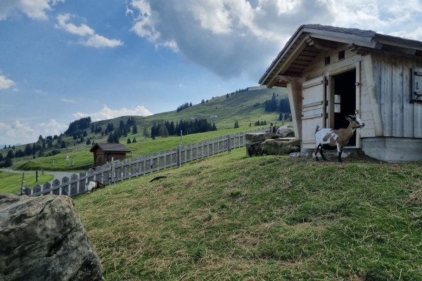 Auf Umwegen am Fusse des Alpsteins