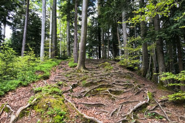 Vom Ägerisee hinauf zu den Hochmooren