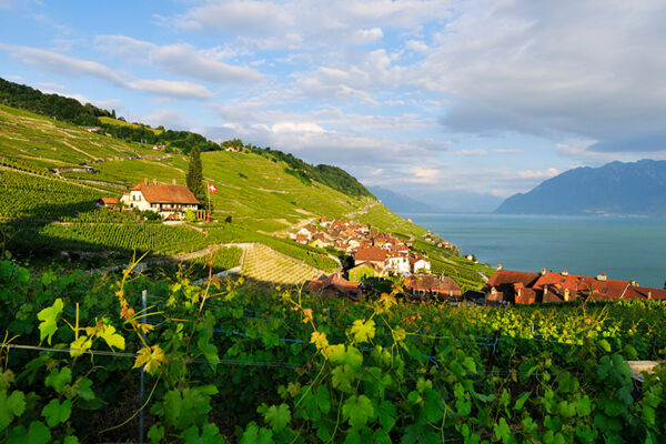 Les terrasses de Lavaux au bord du lac Léman