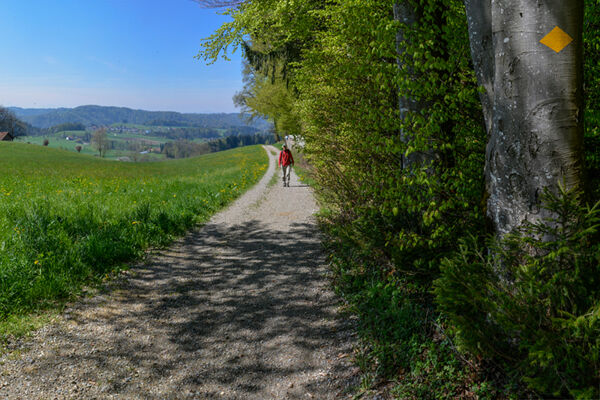 La forêt qui fait oublier la ville
