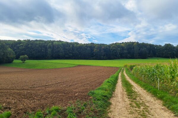 Auf den Spuren der Urzeit im Jura