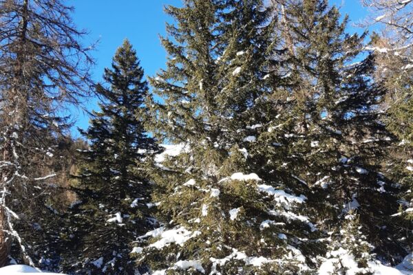 Primi passi con le racchette da neve