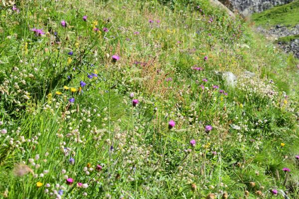 Nuova Data - Sui sentieri di Robiei tra specchi d’acqua e fiori dai mille colori