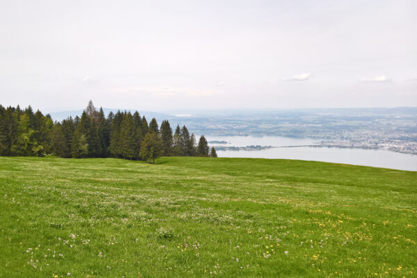 Pascoli fra il lago di Sihl e il lago di Zurigo
