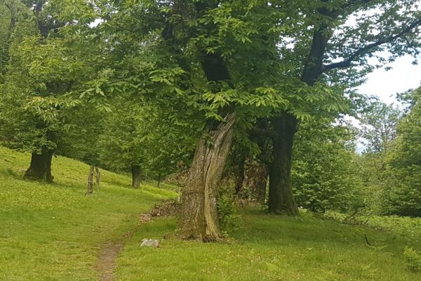 Sulla via del Ceneri