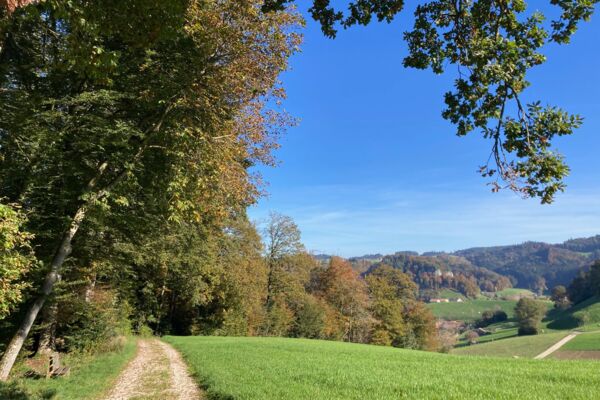 Forêts colorées et roches de molasse