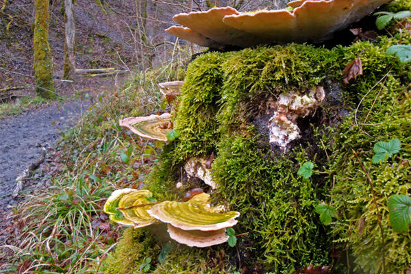 Traces de castor dans le vallon de l’Allondon