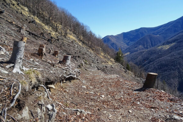 An sonnigen Hängen im Centovalli