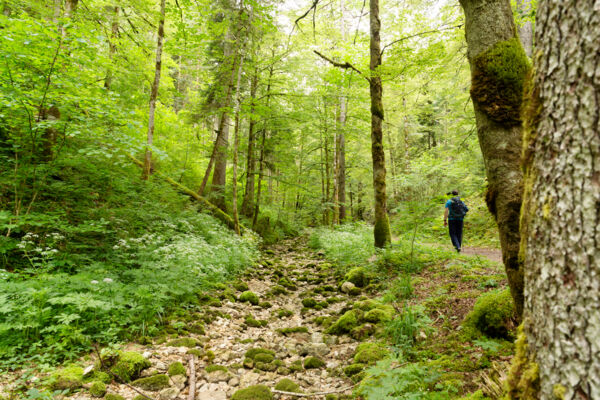 Les fées vertes du val de Travers