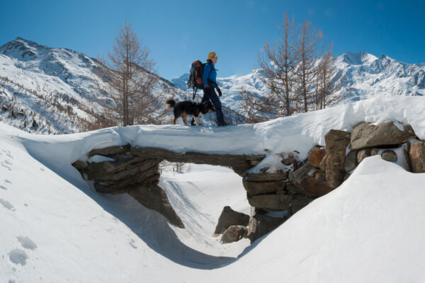 Les vieux mélèzes de la vallée de Saas