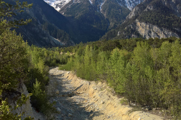 Escursione attraverso il bosco di Finges