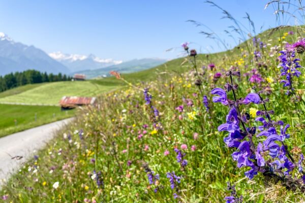 Sur le flanc du «Rigi des Grisons»
