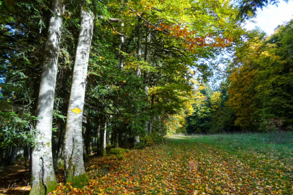 Auf den Spuren von «Lothar» im Val de Travers