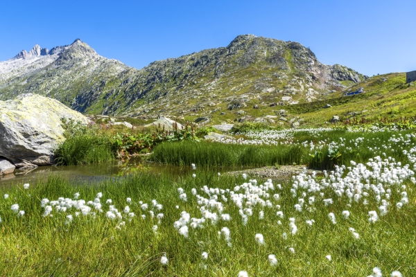 Betriebsamkeit und Ruhe am Grimselpass