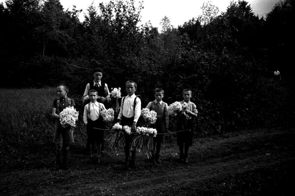 Narcisses en Haute-Ajoie