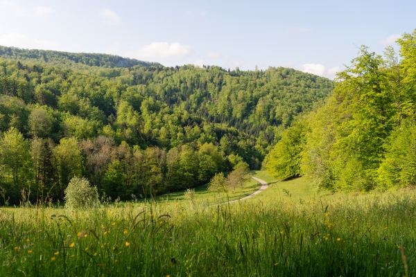 Blühende Damassine-Pflaumenbäume