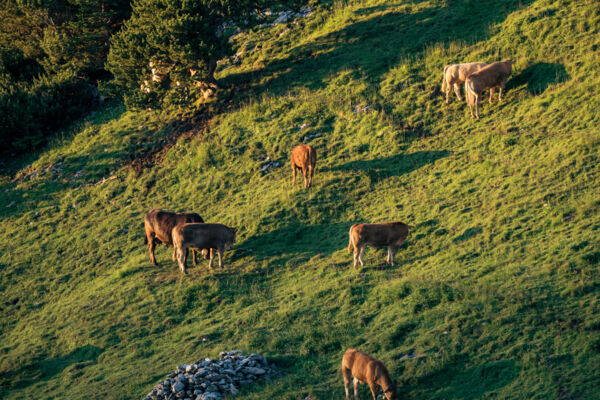 Alpstein: entre prairies et panorama