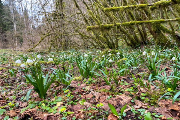 Le secret du Doubs à Goumois