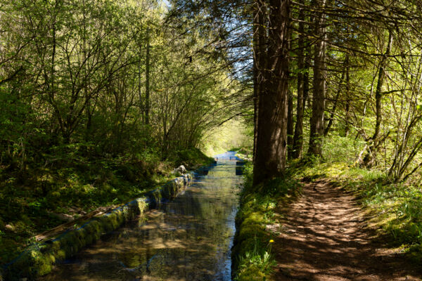 La mousse, reine des gorges de l’Orbe