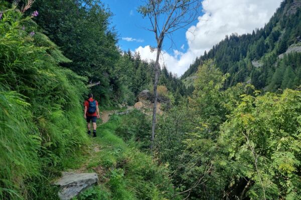 Alpeggi in fiore e torbiere alte sul Lucomagno
