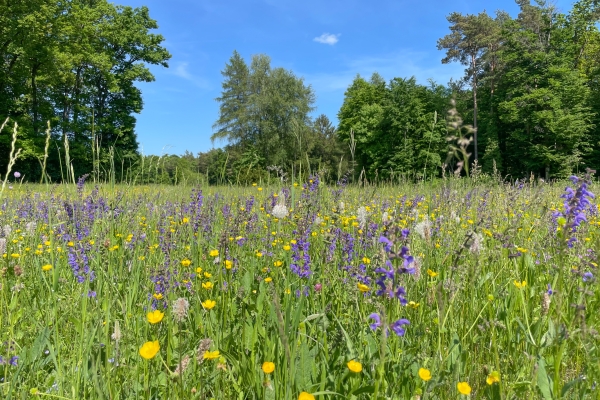 Idylle im hohen Norden