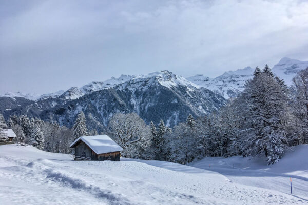Dans le bois enchanté sous l’Ortstock (GL)