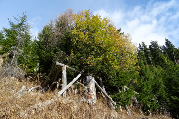 Windwurfflächen in der Surselva