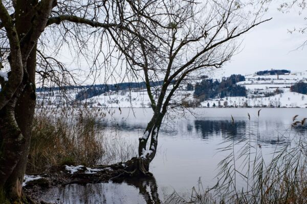 Milde Winde am Baldeggersee