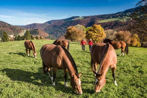 Circuit dans les Franches Montagnes