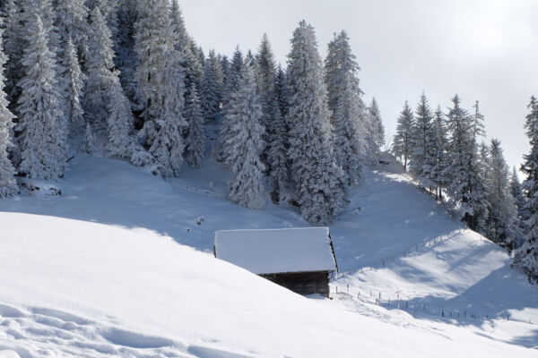Auf der Rigi Scheidegg