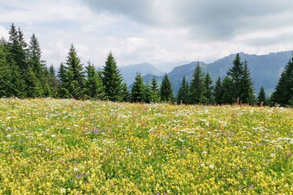 Belles collines de l'Entlebuch