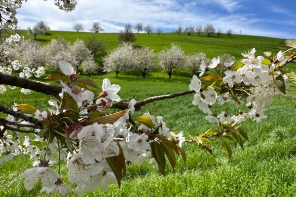 Au printemps dans le Fricktal, au cœur des cerisiers en fleurs