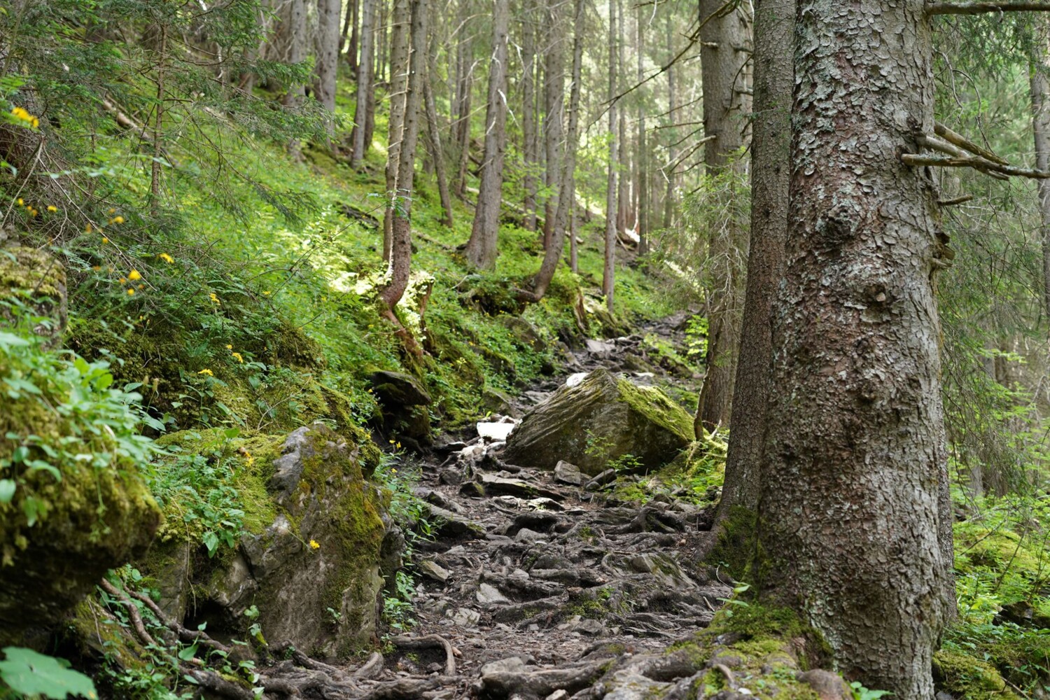 Un chemin forestier traversé de racines caractérise le premier tronçon plus raide de la randonnée.