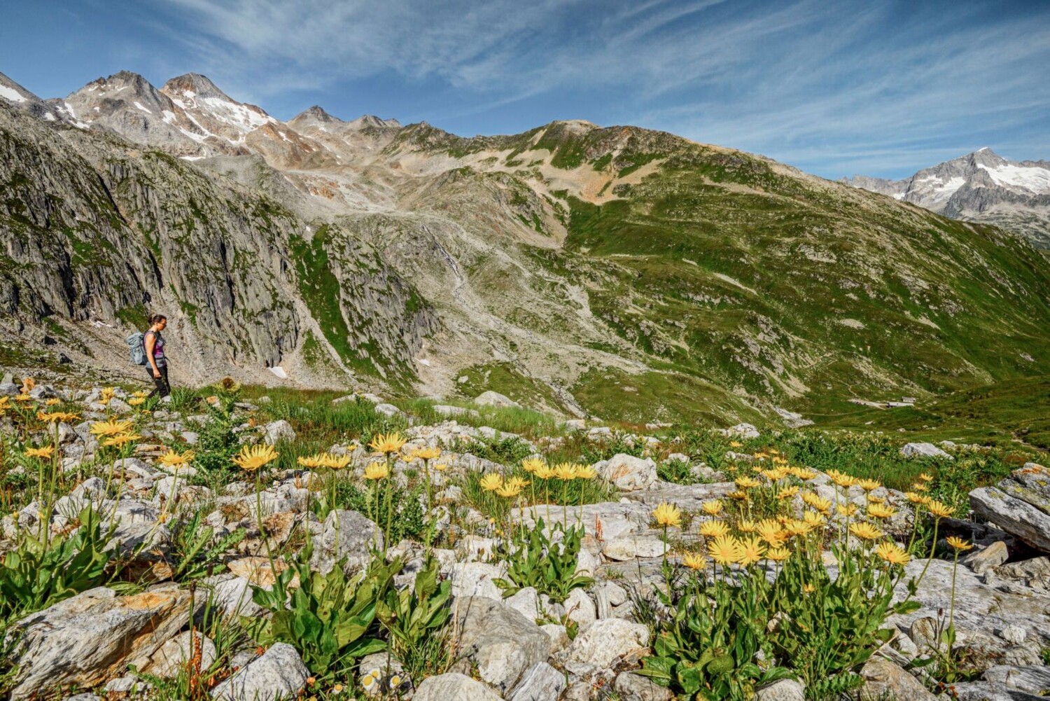 Le doronic fleurit en abondance dans la région du Meschitollerberg.