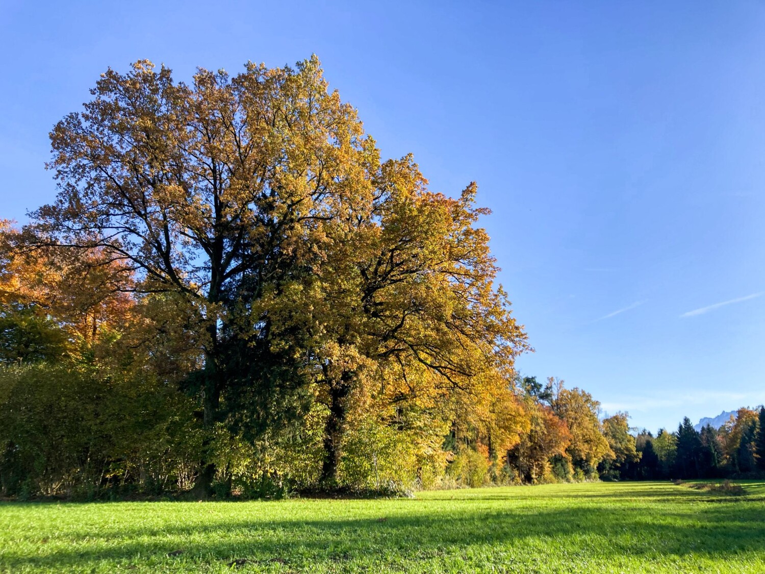 Herbstlich verfärbtes Laub schmückt die Bäume.