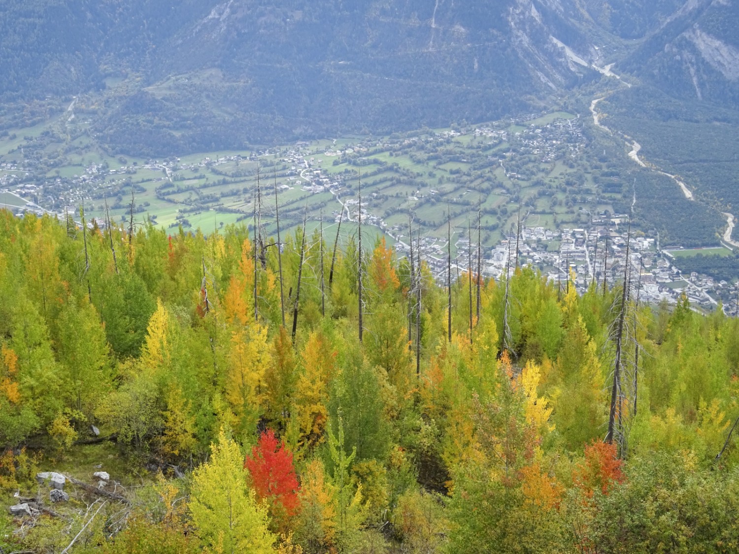 En automne, les trembles se parent de couleurs très intenses. Photo: Sabine Joss