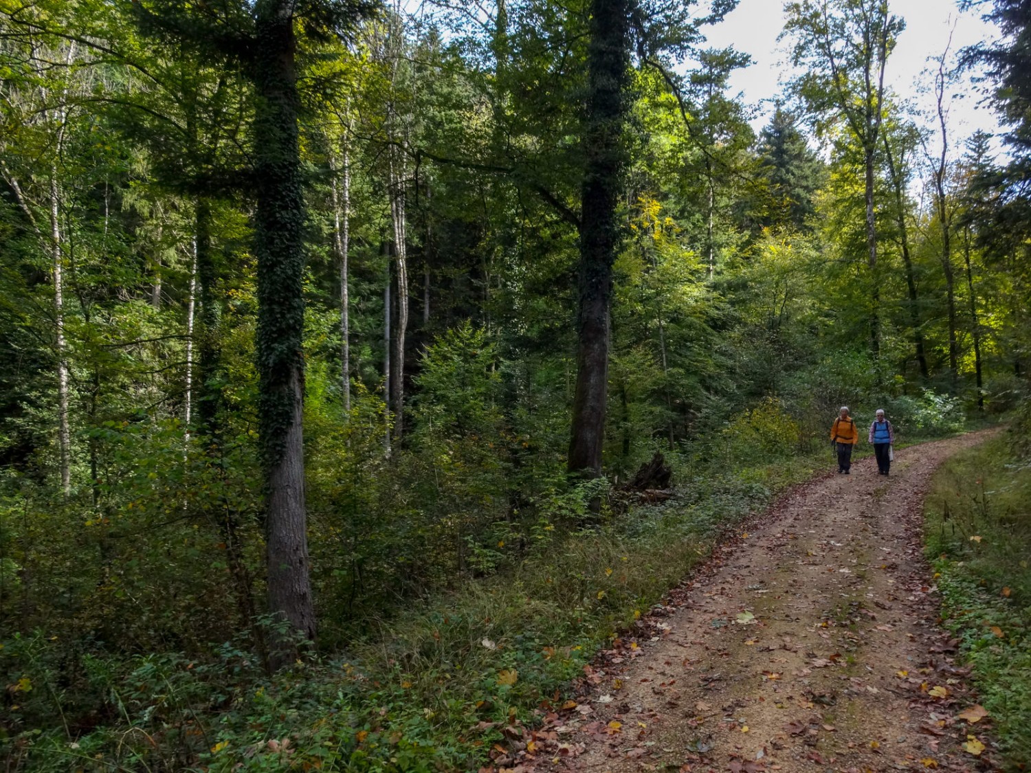 Auf rund zwei Kilometern führt der Weg durch den Wald. Bild: Miroslaw Halaba