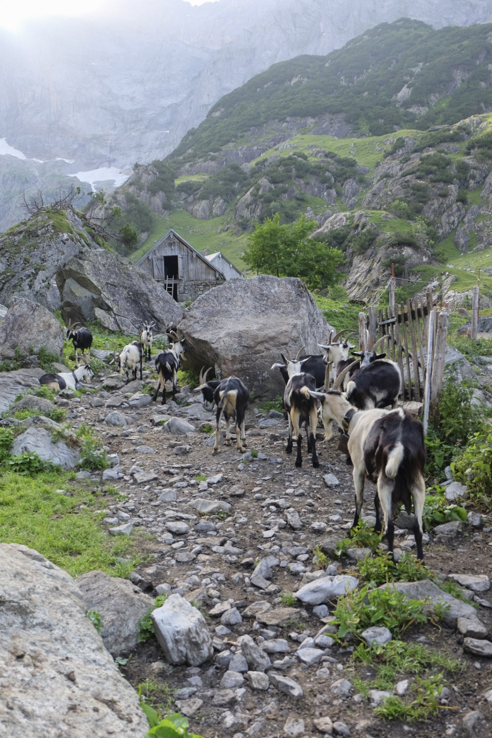 Die Wanderung führt über die Alp Chüeplangg, wo Ziegen weiden. Bild: Elsbeth Flüeler
