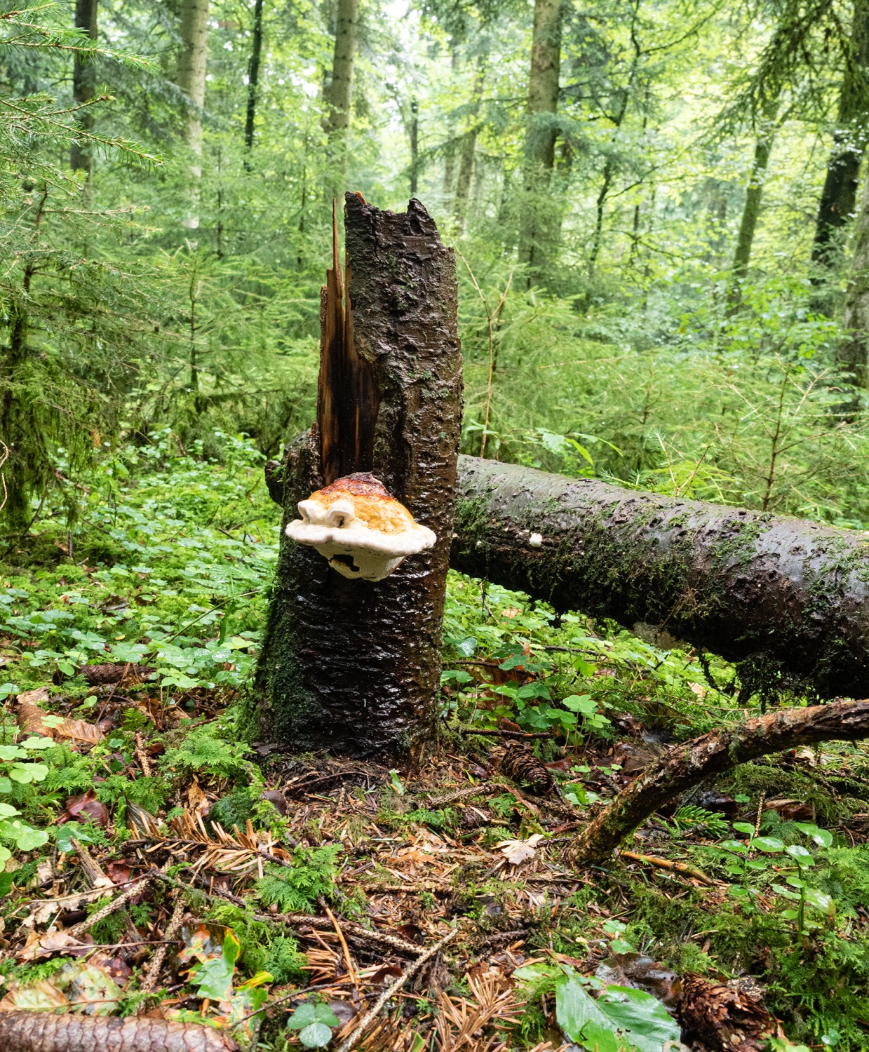 Pilze verwandeln das Altholz in fruchtbaren Boden.