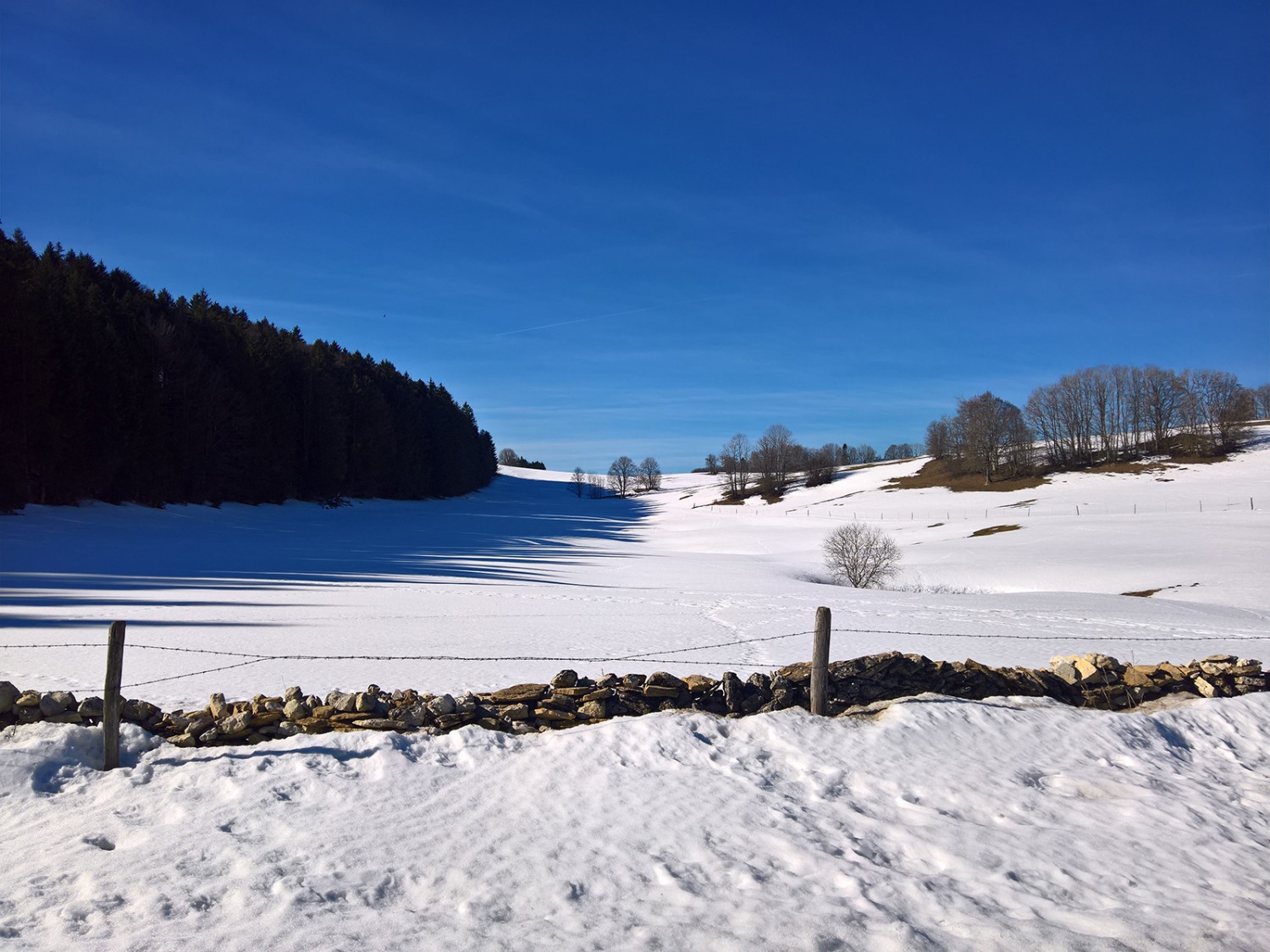 Ciel bleu au-dessus des Franches Montagnes: quel bonheur! Photo: Andreas Staeger
