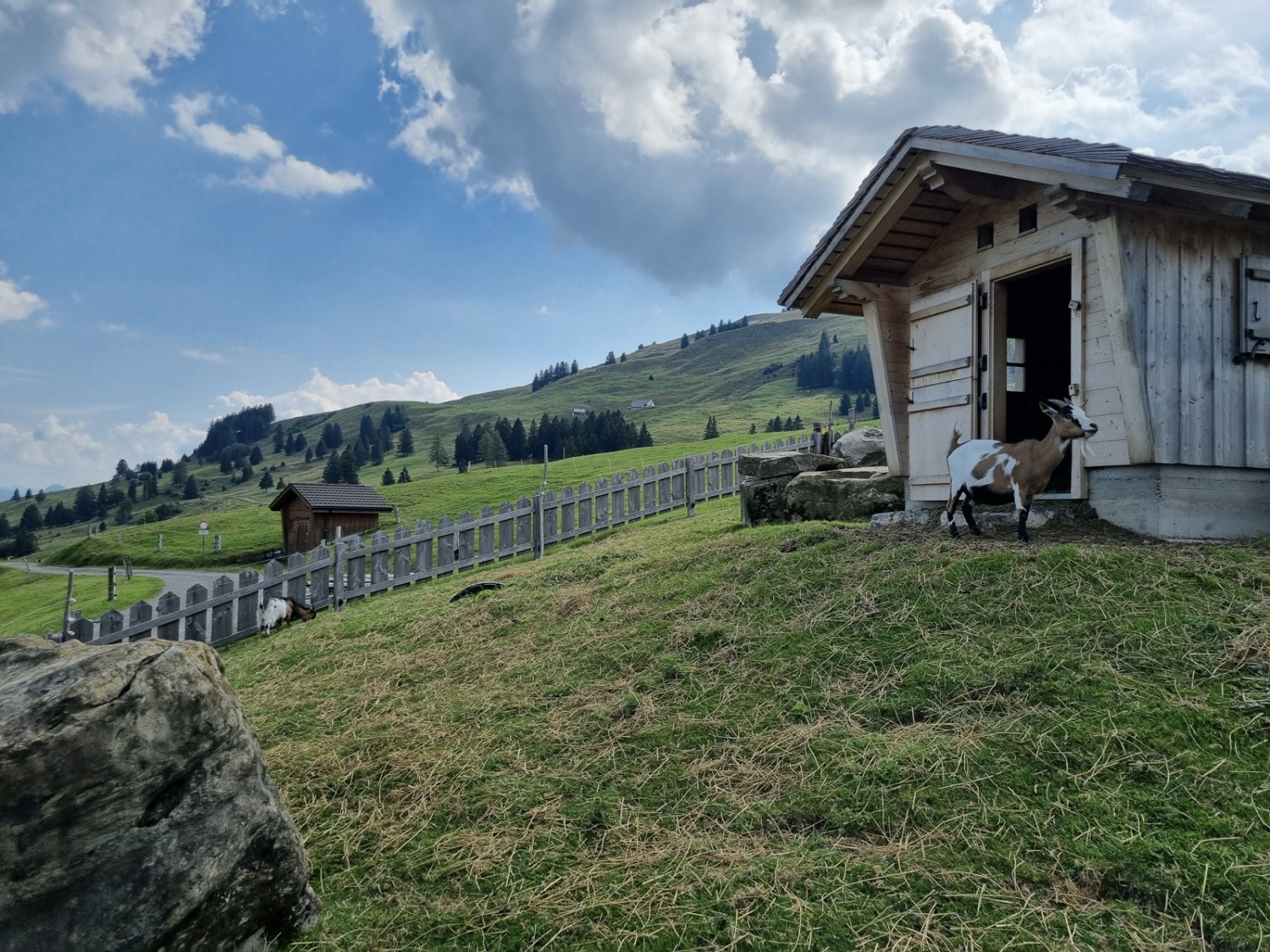 Unterhaltsame Weggefährten: Die neugierigen Zwergziegen beim Berggasthaus Eggli entlocken den Gästen gekonnt ein Lächeln. Bild: Natalie Stöckli