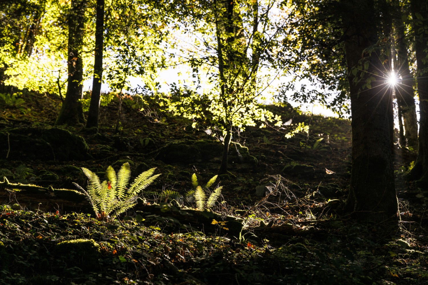 Farne im Sonnenlicht nahe Chez Grisard auf dem Weg nach Montfavergier. Bild: Severin Nowacki