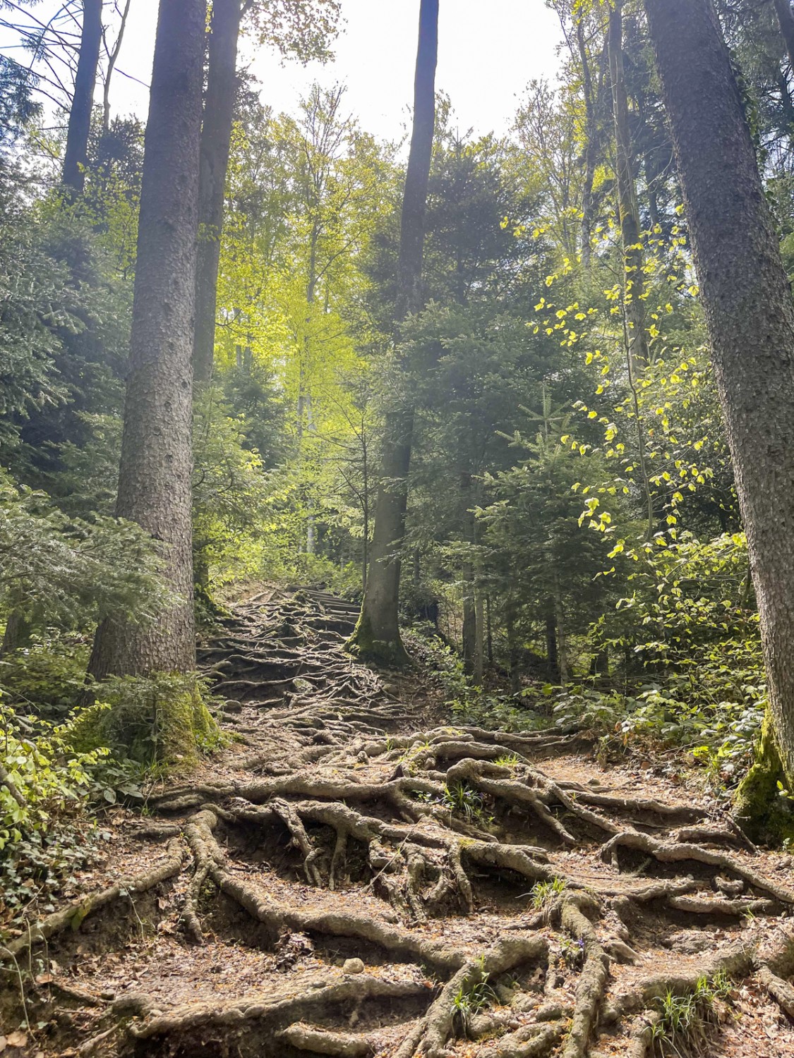 Der Weg durch den Wald ist teilweise mit grossen Wurzeln gespickt.