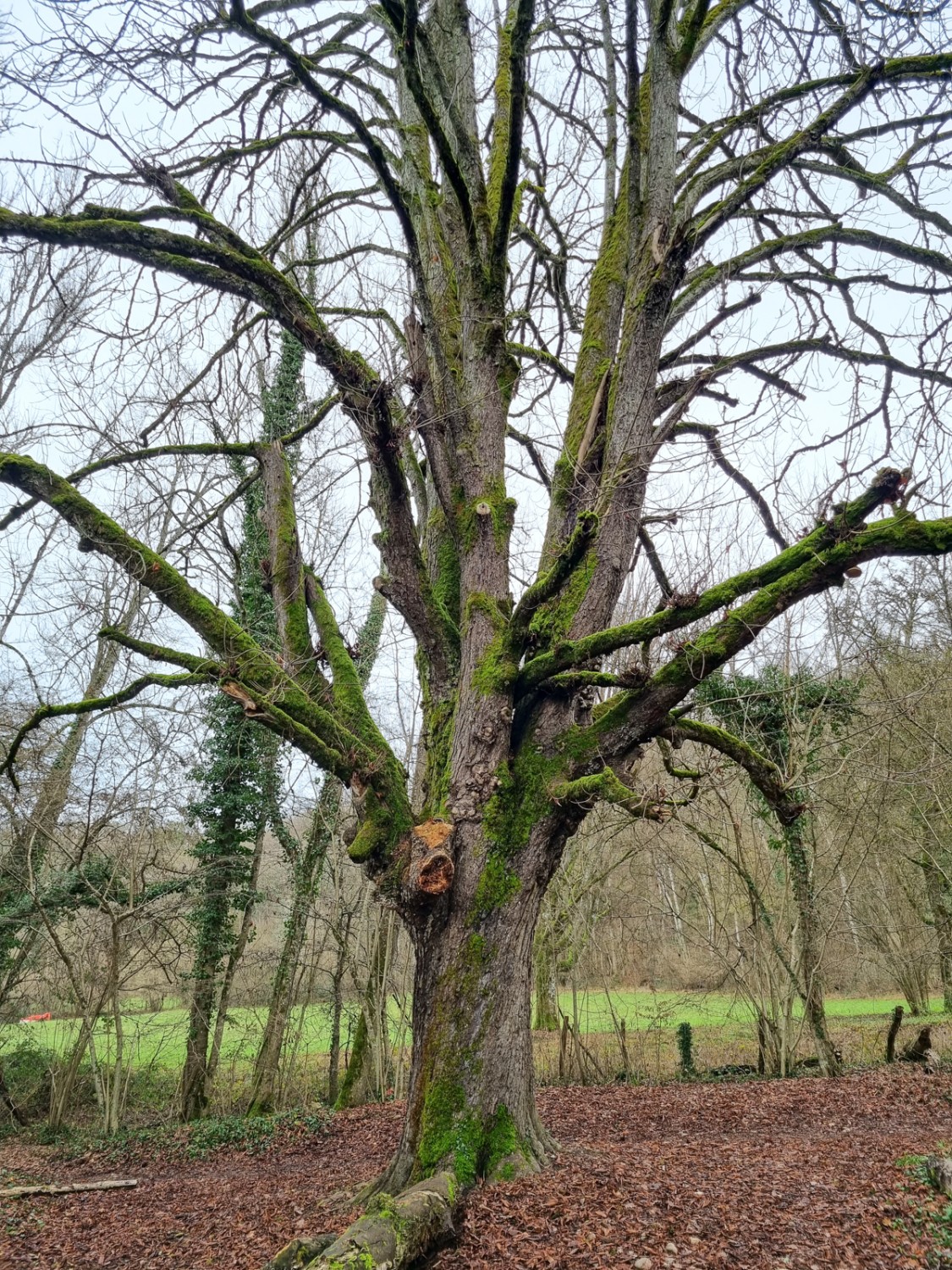 Le vieux châtaignier dans la réserve du Moulin-de-Vert. Photo: Nathalie Stöckli