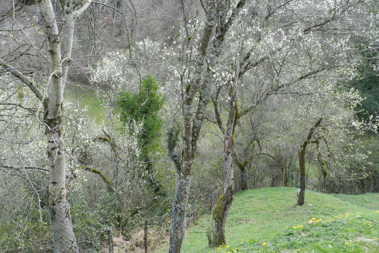 Die Frühlingsblüte markiert den Beginn des Produktionszyklus des Damassine. Bild: Patricia Michaud