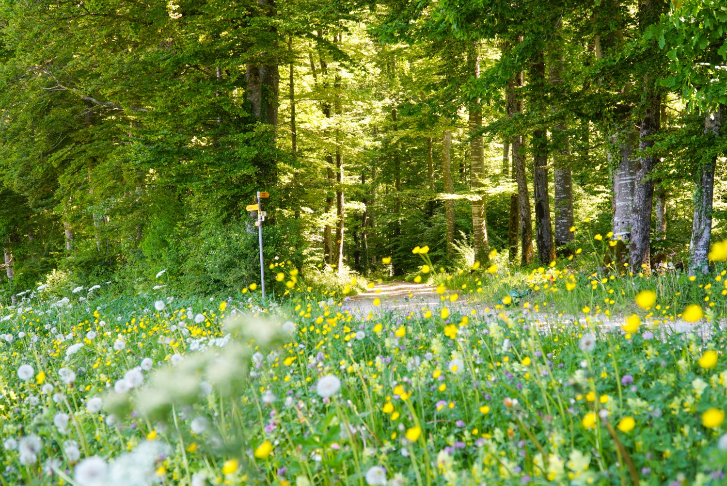 Pause zwischen Waldrand und Blumenwiese oberhalb von Courtemaîche. Bild: Mia Hofmann