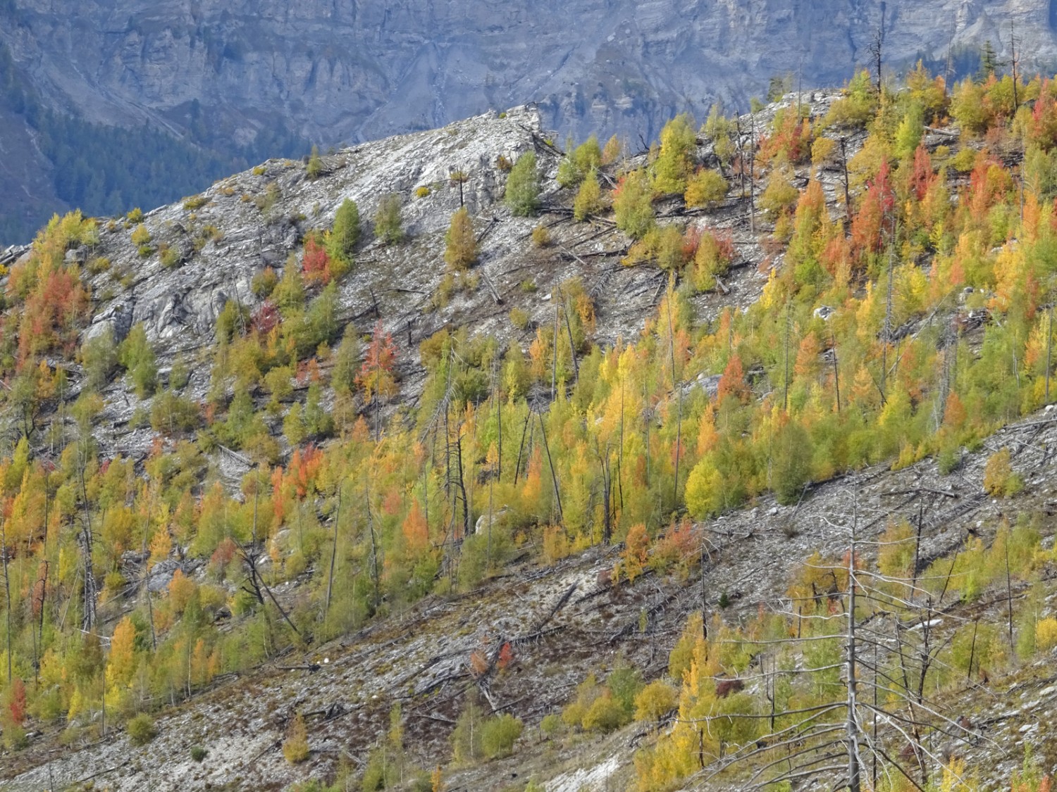 La forêt qui repousse est encore loin d’être dense. Photo: Sabine Joss